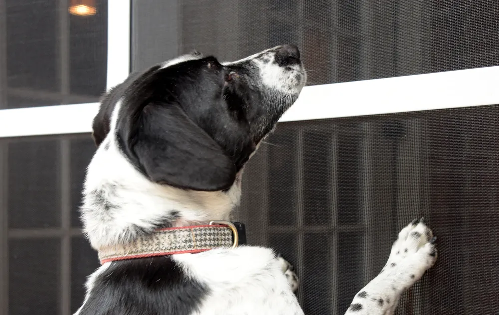 Pet Screen Enclosure